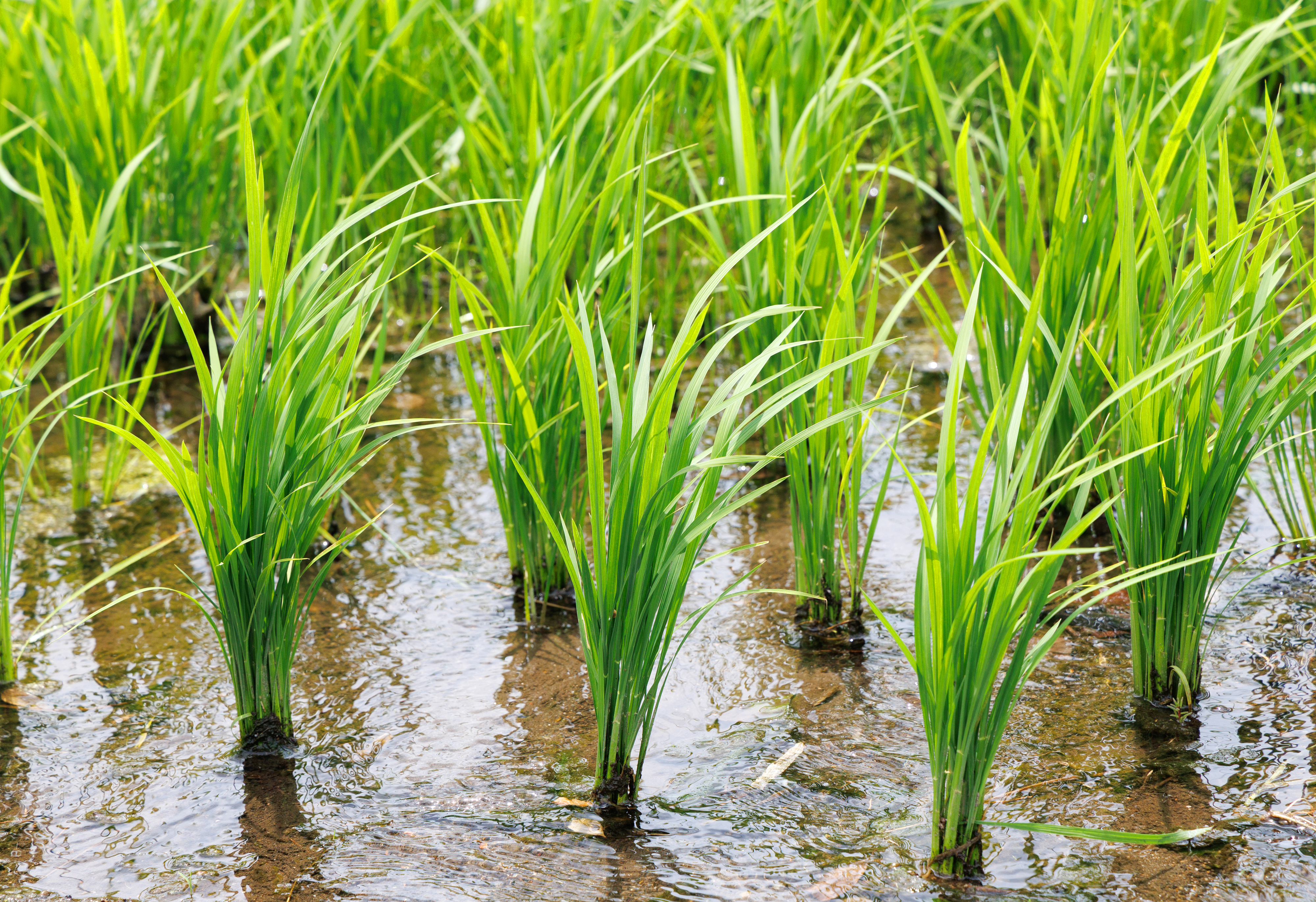 日本の田園風景